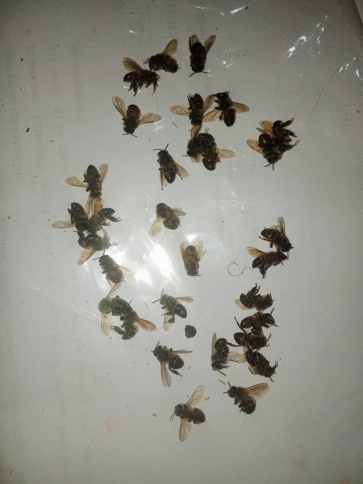 izinyosi